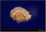 _MG_2059 e