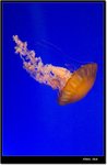 _MG_2086 e