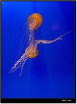 _MG_2096 ec