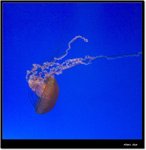 _MG_2099 ec
