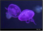 _MG_2151 ec