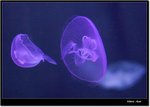 _MG_2180 ec