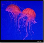 _MG_2207 ec