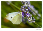 _MG_0113 ec