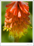 _MG_0122 ec
