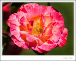 _MG_0159 e