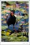 _MG_0185 e