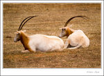 _MG_0196 ec