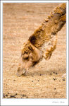 _MG_0199 e