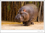 _MG_0205 e
