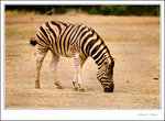 _MG_0210 ec
