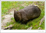a fat wombat
_MG_0020 ec