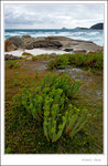 _MG_0062 e