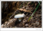saw a mushroom on the way
_MG_9959 e