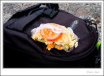 eating chicken burger lunch
_MG_9990 e