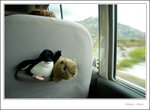 little penguin and wombat
_MG_9994 e