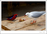 the parrot jumped onto my shoulder and ate the icecream cone held on my hand. had to give it up eventually.
_MG_9999 e