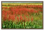 Frame_IMG_7393 eweb