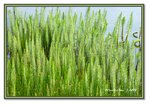 Frame_IMG_7408 eweb