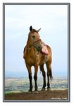 Frame_IMG_7837 eweb