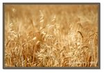 Frame_IMG_7865 eweb