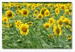 Frame_IMG_6984 e2web
