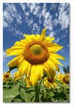Frame_IMG_6995 eweb