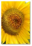 Frame_IMG_7245 eweb