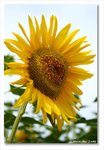 Frame_IMG_7246 eweb