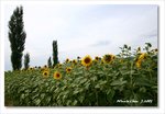 Frame_IMG_7250 eweb