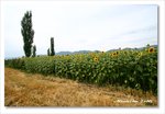 Frame_IMG_7253 eweb