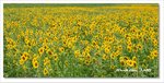 Frame_IMG_7632 eweb