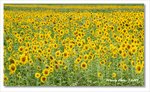 Frame_IMG_7633 e2web