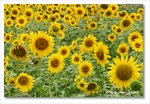 Frame_IMG_7635 eweb