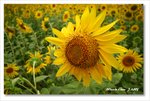 Frame_IMG_7641 e2web