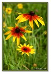 Frame_IMG_7282 eweb