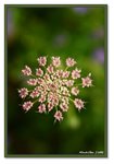 Frame_IMG_7284 eweb