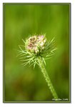 Frame_IMG_7285 eweb