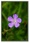 Frame_IMG_7286 eweb