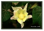 
Frame_IMG_7620 eweb