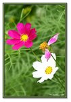 Frame_IMG_7844 eweb