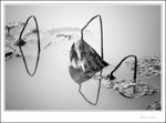 IMG_7647 bw de