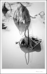 IMG_7653 de bw