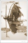 IMG_7667 de sepia