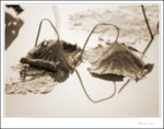 IMG_7672 de sepia