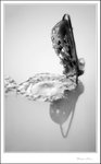 IMG_7674 de bw