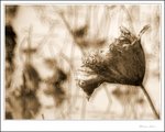 IMG_7694 de sepia