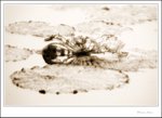 IMG_7733 de sepia