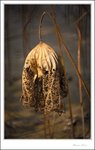 IMG_7754 e
