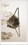 IMG_7776 sepia